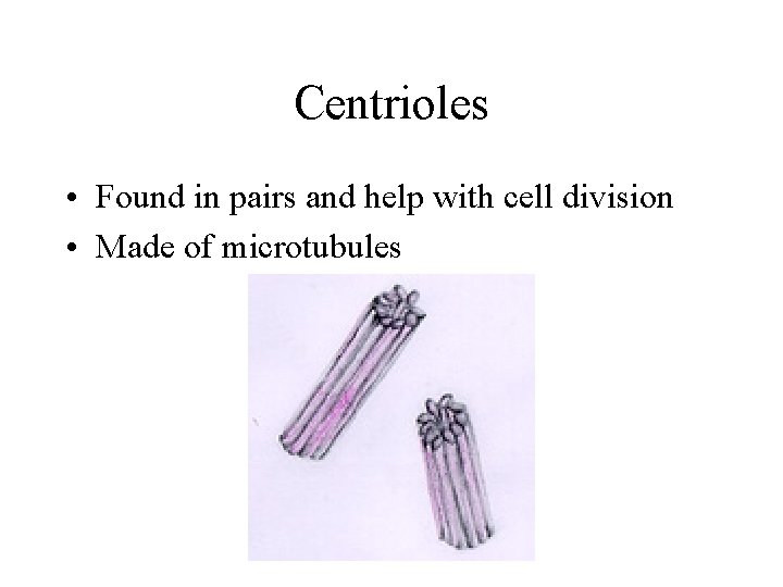 Centrioles • Found in pairs and help with cell division • Made of microtubules Centrioles • Found in pairs and help with cell division • Made of microtubules