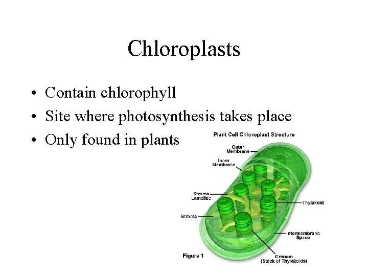 Chloroplasts • Contain chlorophyll • Site where photosynthesis takes place • Only found in Chloroplasts • Contain chlorophyll • Site where photosynthesis takes place • Only found in