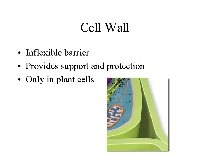 Cell Wall • Inflexible barrier • Provides support and protection • Only in plant Cell Wall • Inflexible barrier • Provides support and protection • Only in plant