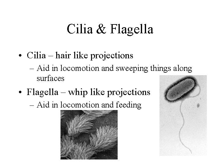 Cilia & Flagella • Cilia – hair like projections – Aid in locomotion and Cilia & Flagella • Cilia – hair like projections – Aid in locomotion and