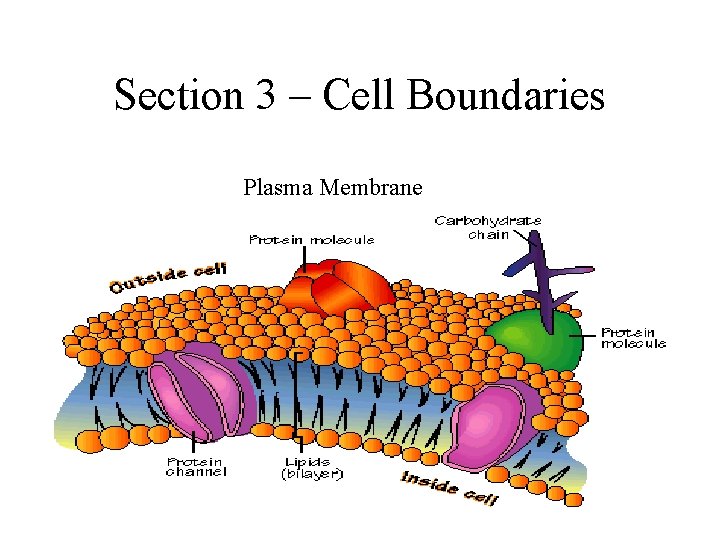 Section 3 – Cell Boundaries Plasma Membrane Section 3 – Cell Boundaries Plasma Membrane