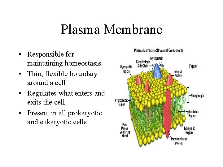 Plasma Membrane • Responsible for maintaining homeostasis • Thin, flexible boundary around a cell Plasma Membrane • Responsible for maintaining homeostasis • Thin, flexible boundary around a cell