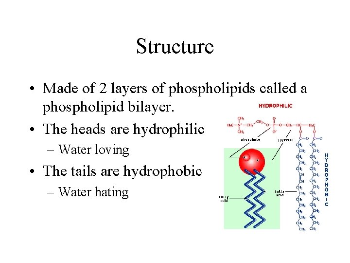 Structure • Made of 2 layers of phospholipids called a phospholipid bilayer. • The Structure • Made of 2 layers of phospholipids called a phospholipid bilayer. • The