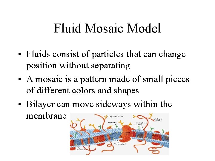 Fluid Mosaic Model • Fluids consist of particles that can change position without separating Fluid Mosaic Model • Fluids consist of particles that can change position without separating