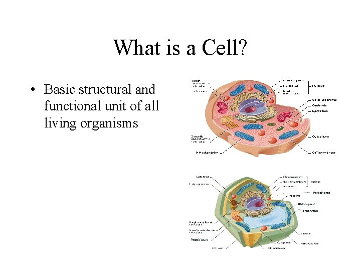 What is a Cell? • Basic structural and functional unit of all living organisms What is a Cell? • Basic structural and functional unit of all living organisms