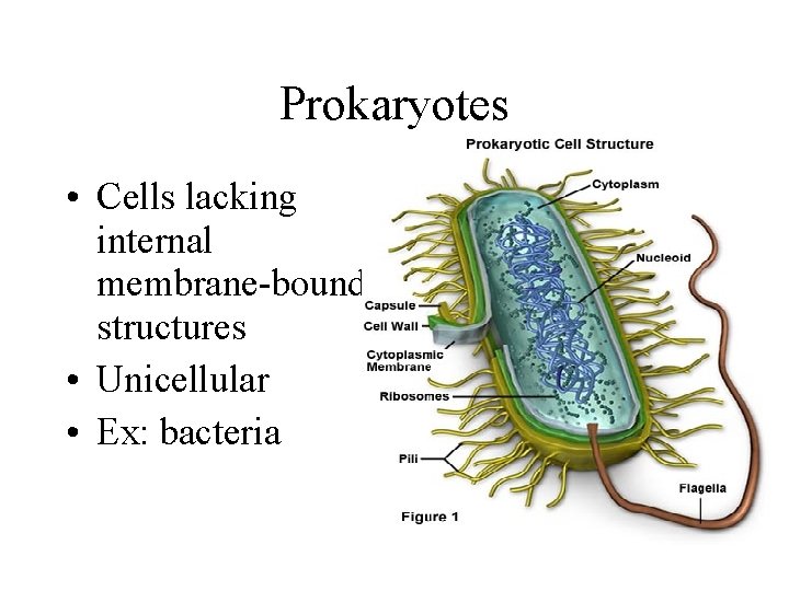 Prokaryotes • Cells lacking internal membrane-bound structures • Unicellular • Ex: bacteria Prokaryotes • Cells lacking internal membrane-bound structures • Unicellular • Ex: bacteria