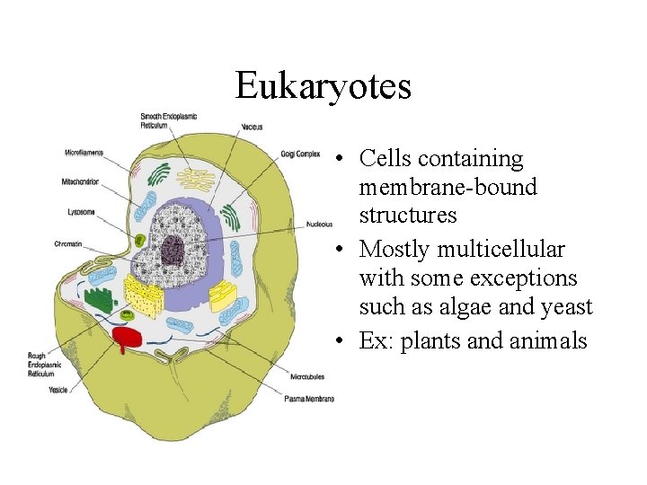 Eukaryotes • Cells containing membrane-bound structures • Mostly multicellular with some exceptions such as Eukaryotes • Cells containing membrane-bound structures • Mostly multicellular with some exceptions such as