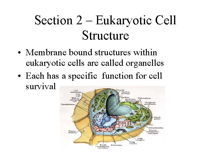 Section 2 – Eukaryotic Cell Structure • Membrane bound structures within eukaryotic cells are Section 2 – Eukaryotic Cell Structure • Membrane bound structures within eukaryotic cells are