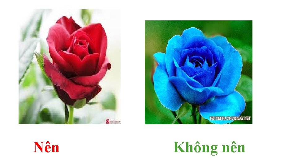 Nên Không nên Nên Không nên