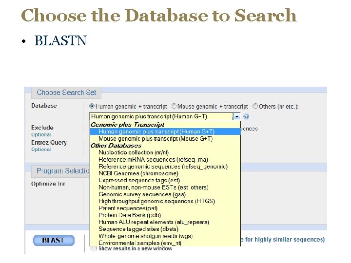 Choose the Database to Search • BLASTN 