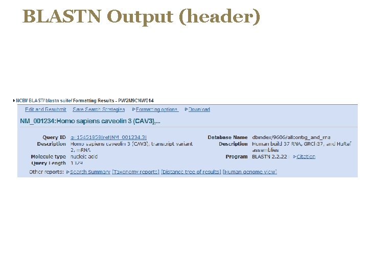 BLASTN Output (header) 