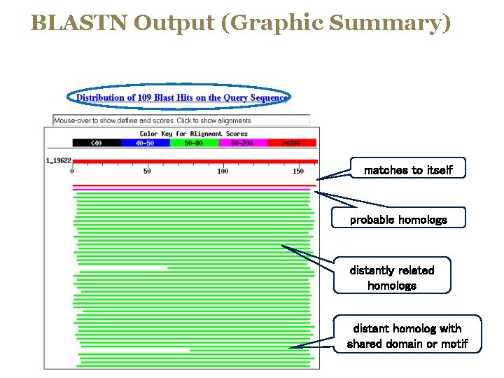 BLASTN Output (Graphic Summary) matches to itself probable homologs distantly related homologs distant homolog