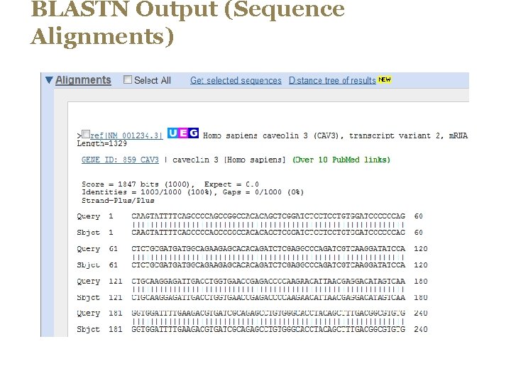 BLASTN Output (Sequence Alignments) 