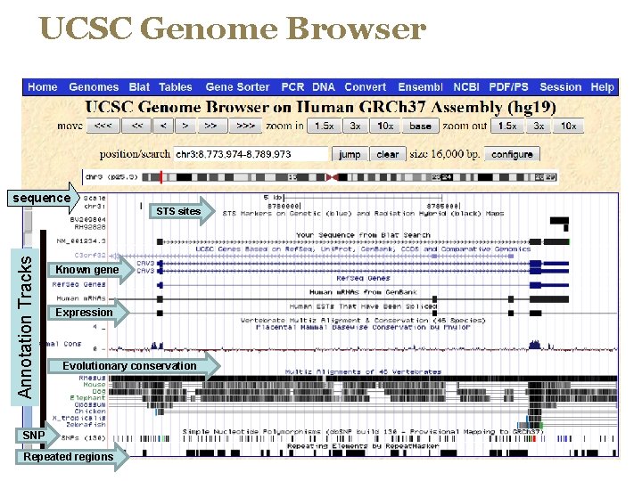 UCSC Genome Browser sequence Annotation Tracks STS sites Known gene Expression Evolutionary conservation SNP