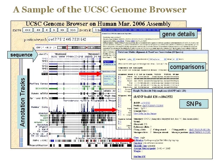 A Sample of the UCSC Genome Browser gene details sequence Annotation Tracks comparisons SNPs