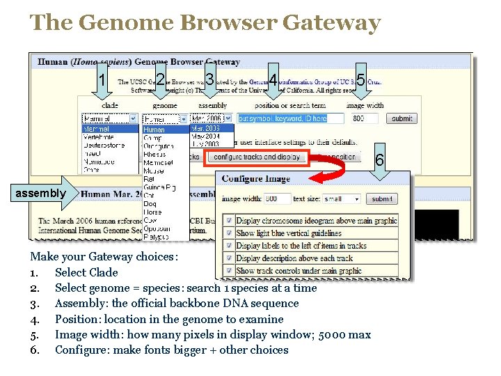 The Genome Browser Gateway 1 2 3 4 5 6 assembly Make your Gateway