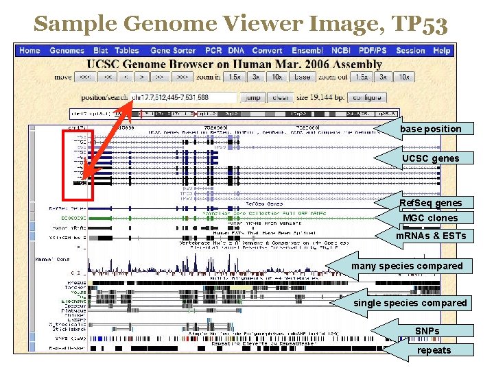 Sample Genome Viewer Image, TP 53 base position UCSC genes Ref. Seq genes MGC
