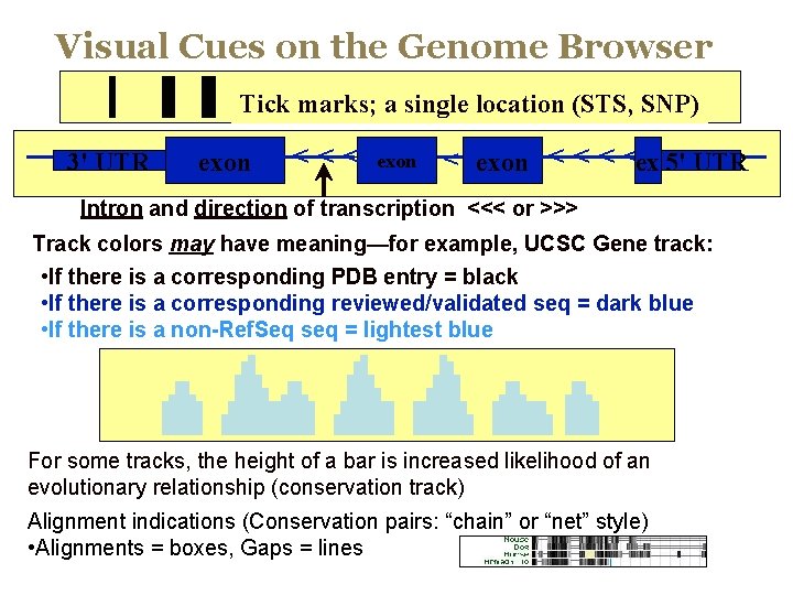 Visual Cues on the Genome Browser Tick marks; a single location (STS, SNP) 3'