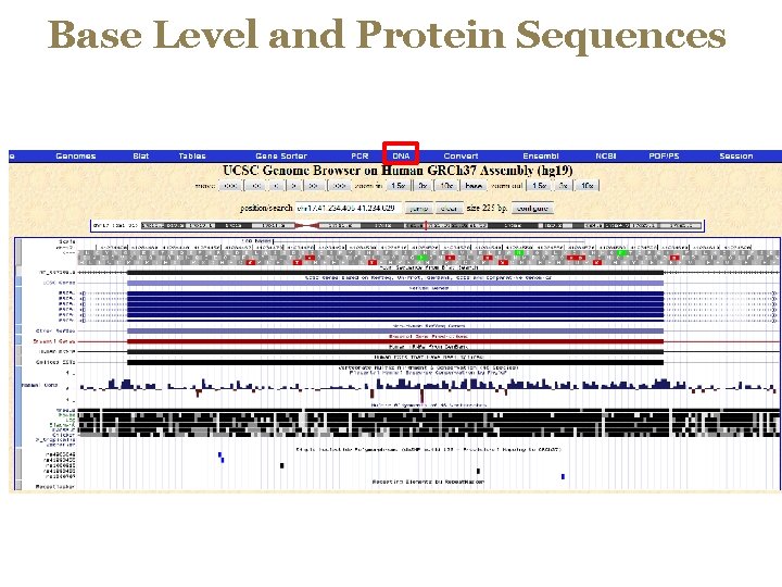 Base Level and Protein Sequences 