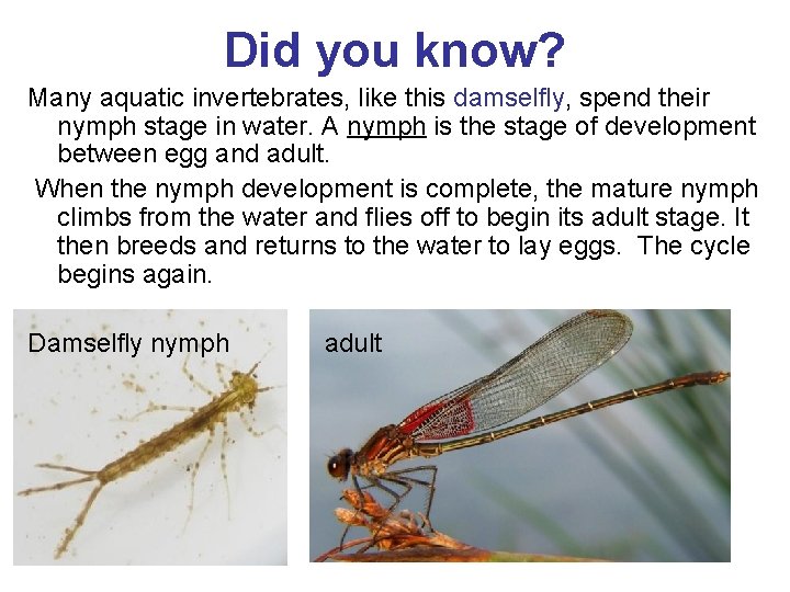 Did you know? Many aquatic invertebrates, like this damselfly, spend their nymph stage in
