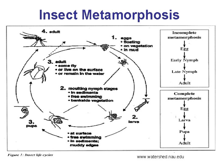 Insect Metamorphosis www. watershed. nau. edu 