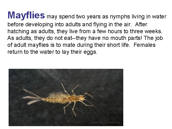 Mayflies may spend two years as nymphs living in water before developing into adults