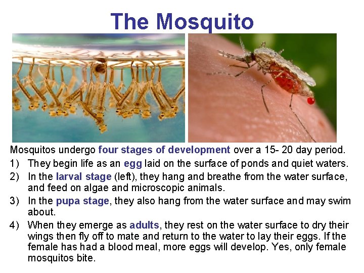 The Mosquitos undergo four stages of development over a 15 - 20 day period.