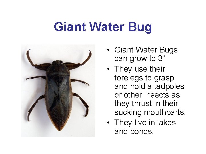 Giant Water Bug • Giant Water Bugs can grow to 3” • They use