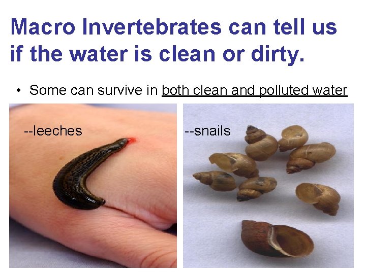 Macro Invertebrates can tell us if the water is clean or dirty. • Some
