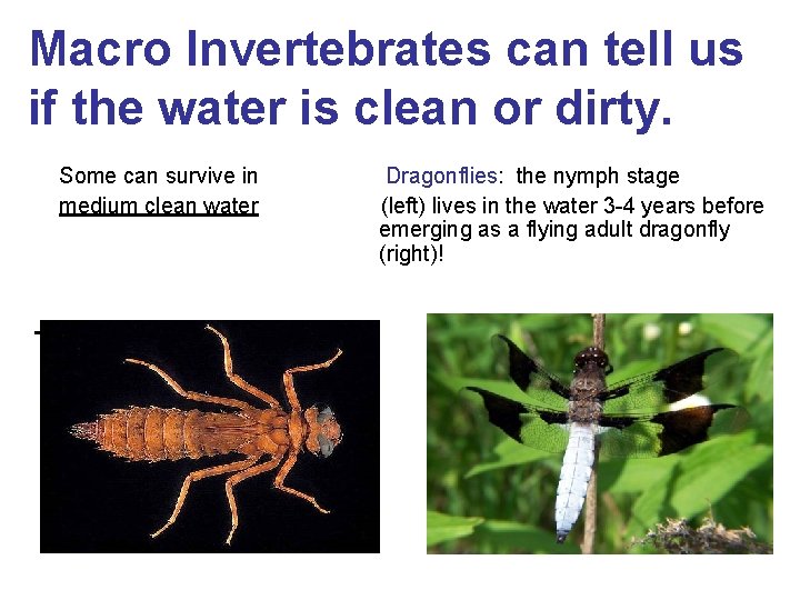 Macro Invertebrates can tell us if the water is clean or dirty. Some can