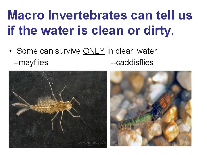 Macro Invertebrates can tell us if the water is clean or dirty. • Some