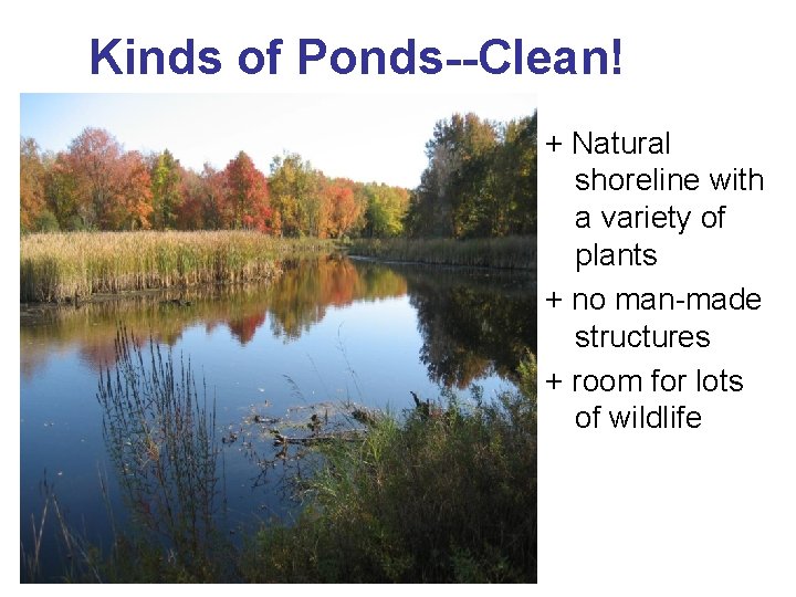 Kinds of Ponds--Clean! + Natural shoreline with a variety of plants + no man-made