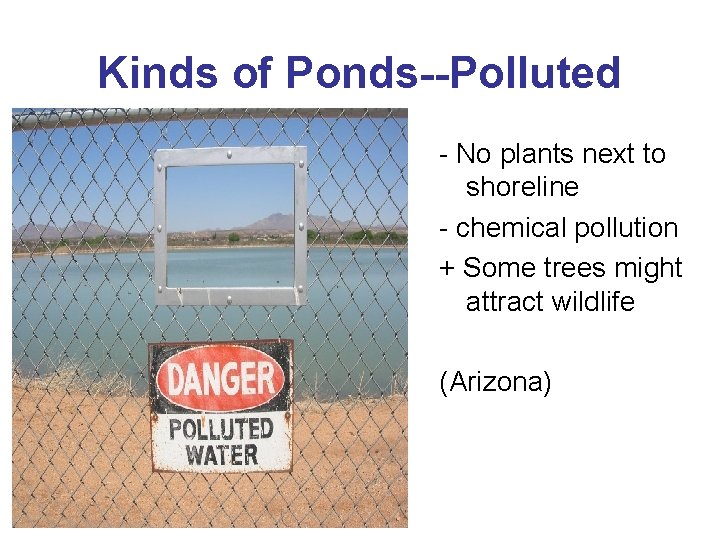 Kinds of Ponds--Polluted - No plants next to shoreline - chemical pollution + Some