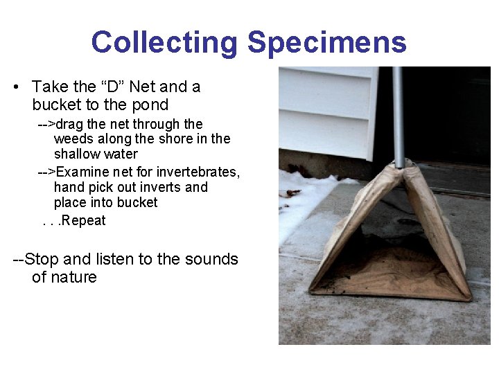 Collecting Specimens • Take the “D” Net and a bucket to the pond -->drag