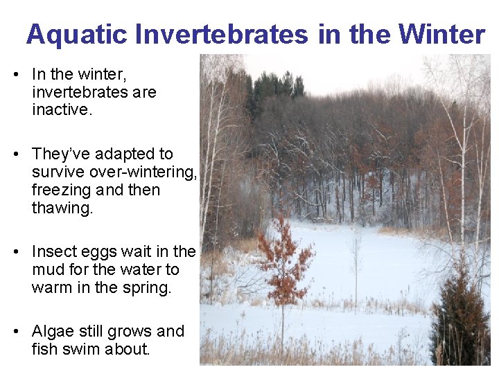 Aquatic Invertebrates in the Winter • In the winter, invertebrates are inactive. • They’ve