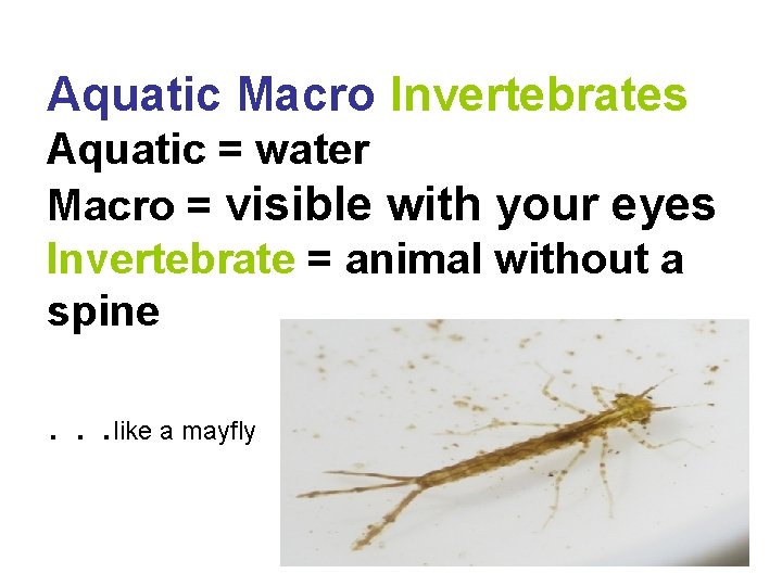 Aquatic Macro Invertebrates Aquatic = water Macro = visible with your eyes Invertebrate =