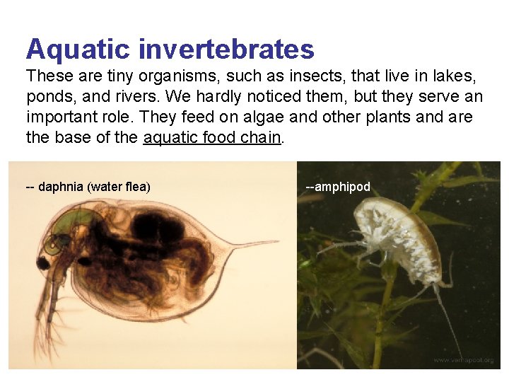 Aquatic invertebrates These are tiny organisms, such as insects, that live in lakes, ponds,