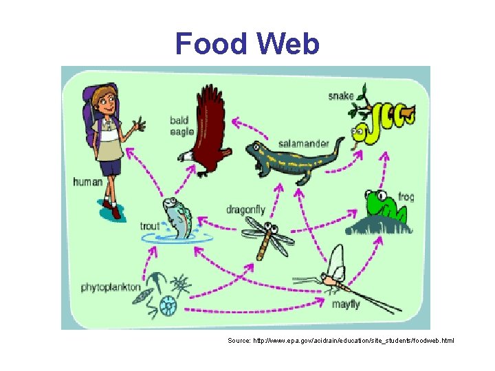 Food Web Source: http: //www. epa. gov/acidrain/education/site_students/foodweb. html 