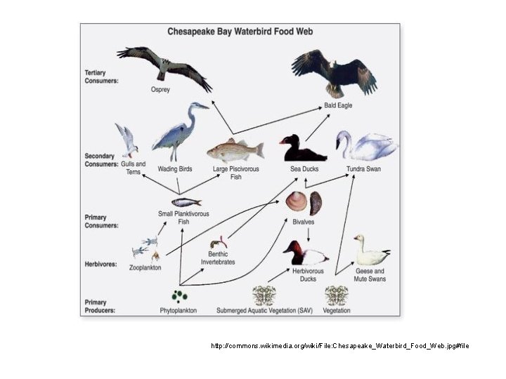 http: //commons. wikimedia. org/wiki/File: Chesapeake_Waterbird_Food_Web. jpg#file 