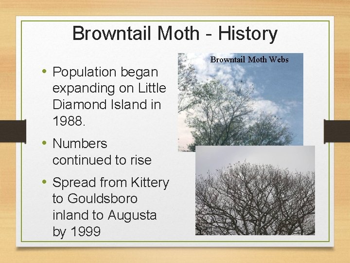Browntail Moth - History • Population began expanding on Little Diamond Island in 1988.