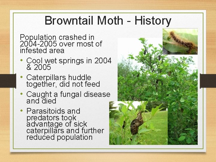 Browntail Moth - History Population crashed in 2004 -2005 over most of infested area