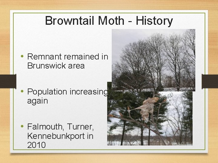 Browntail Moth - History • Remnant remained in Brunswick area • Population increasing again