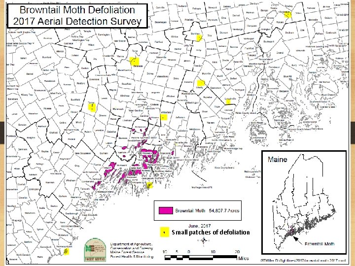 2017 Aerial Survey ox Small patches of defoliation 