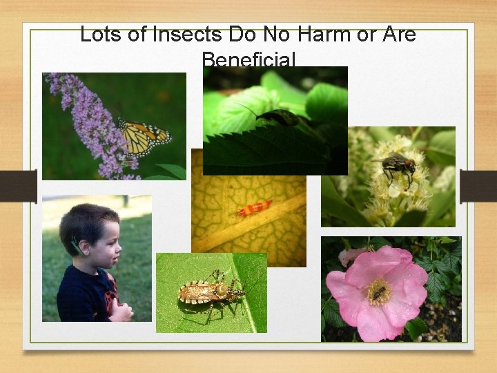Lots of Insects Do No Harm or Are Beneficial 