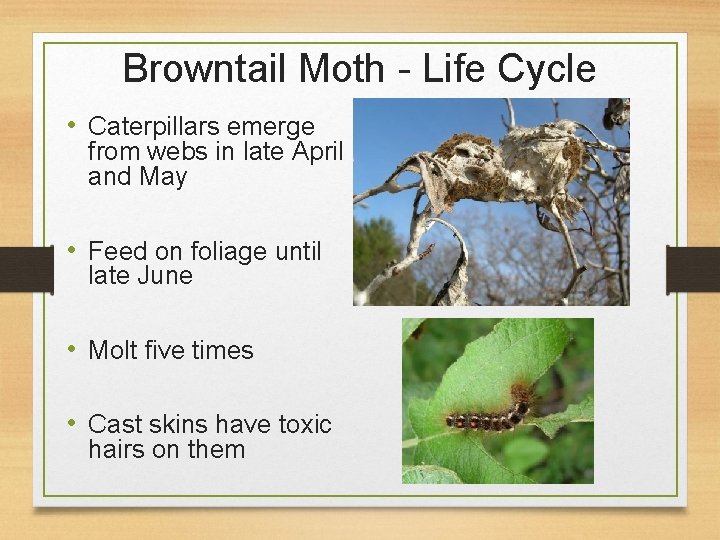 Browntail Moth - Life Cycle • Caterpillars emerge from webs in late April and