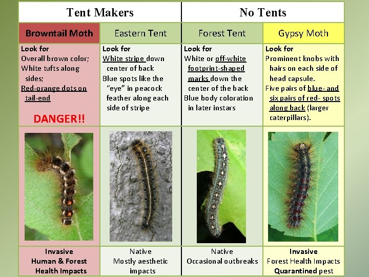Tent Makers Browntail Moth Look for Overall brown color; White tufts along sides; Red-orange