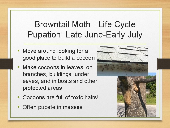 Browntail Moth - Life Cycle Pupation: Late June-Early July • Move around looking for