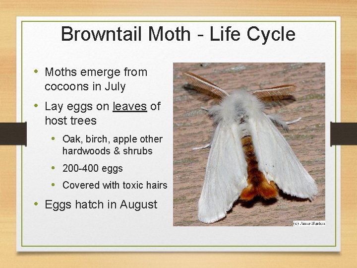 Browntail Moth - Life Cycle • Moths emerge from cocoons in July • Lay