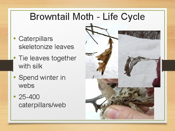 Browntail Moth - Life Cycle • Caterpillars skeletonize leaves • Tie leaves together with