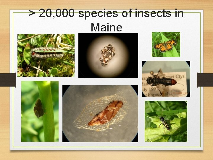 > 20, 000 species of insects in Maine 
